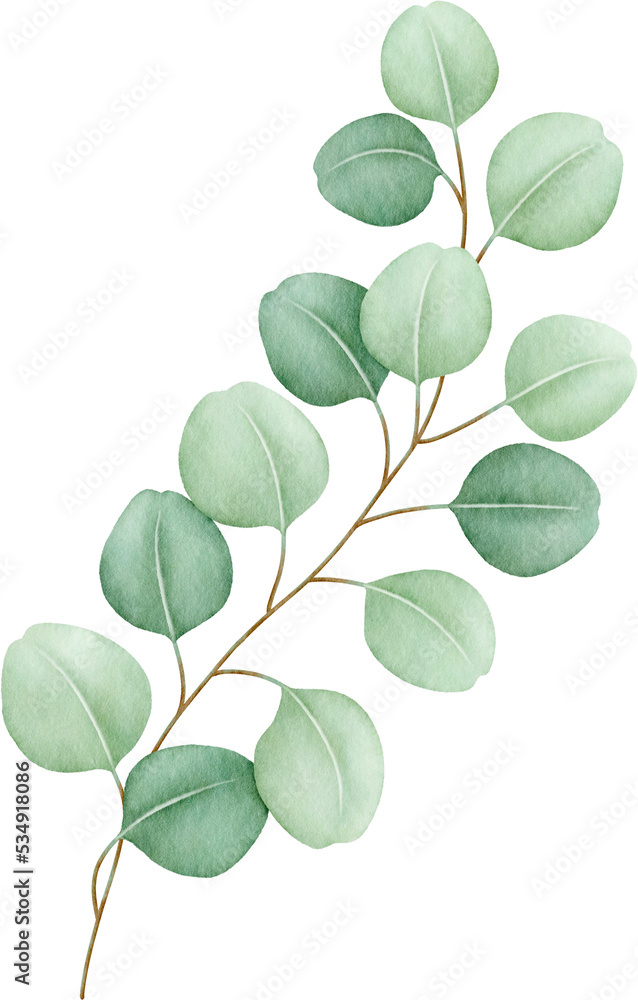 Watercolor eucalyptus leaves and branch Watercolor eucalyptus leaves and branch