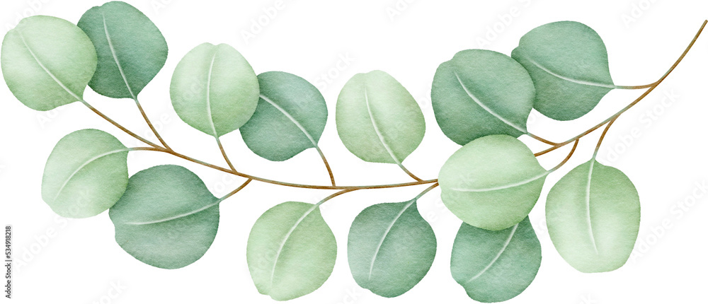 Watercolor eucalyptus leaves and branch Watercolor eucalyptus leaves and branch