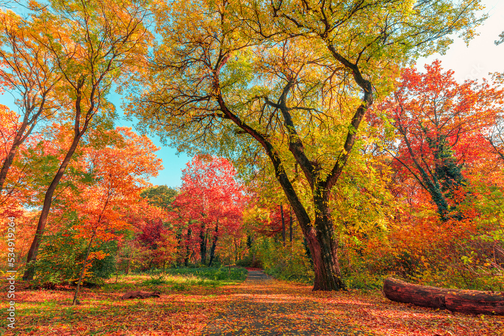 Sunlight orange golden leaves forest path in a park before sunset. Idyllic seasonal fall landscape autumn nature background, amazing freedom park footpath. Tranquil colorful environment. Majestic view