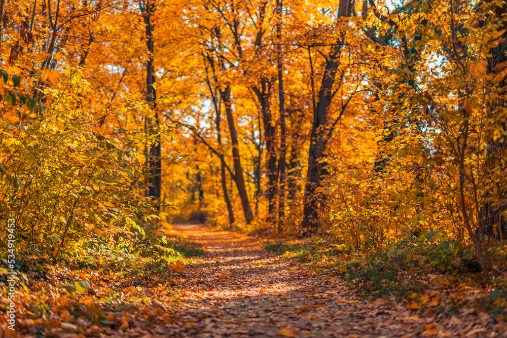 Obraz premium Sunlight orange golden leaves forest path in a park before sunset. Idyllic seasonal fall landscape autumn nature background, amazing freedom park footpath. Tranquil colorful environment. Majestic view
