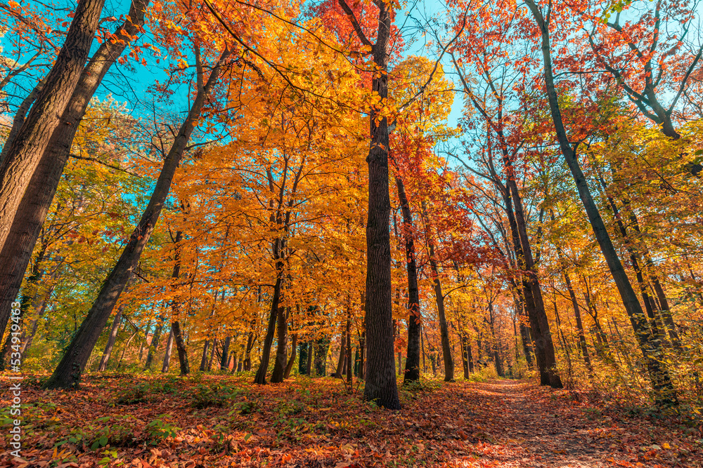 Sunlight orange golden leaves forest path in a park before sunset. Idyllic seasonal fall landscape autumn nature background, amazing freedom park footpath. Tranquil colorful environment. Majestic view