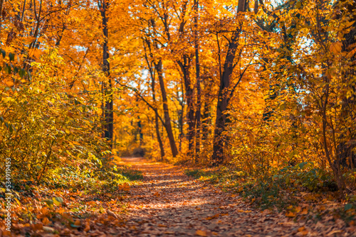 Sunlight orange golden leaves forest path in a park before sunset. Idyllic seasonal fall landscape autumn nature background, amazing freedom park footpath. Tranquil colorful environment. Majestic view © icemanphotos