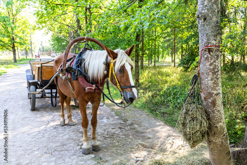 Horse harnessed to a stroller stands in a city park photo