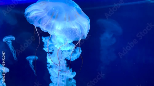 Deep oceanic sea jellyfish animals. Slowly drifting in dark blue water. Aquarium zoo, ancient creatures. Melancholic relax visual. Medusa with long beautiful tentacles organic forms shapes structure. (ID: 534920087)
