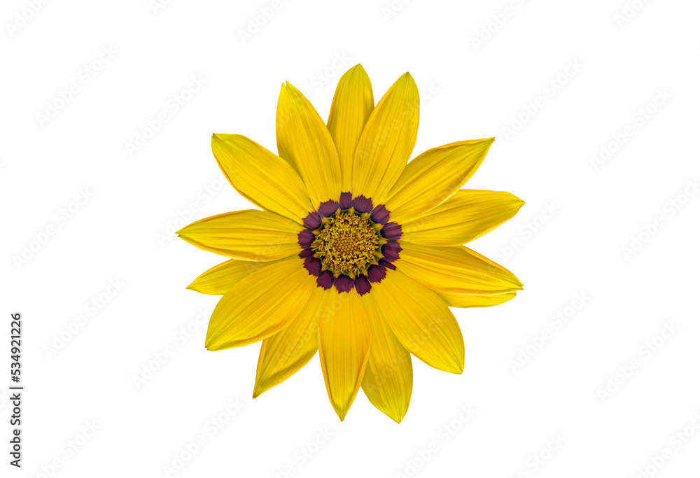 Yellow Treasure Flower blossom, isolated on white background