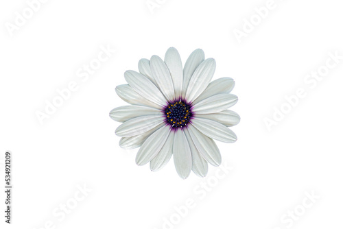 White Cape Marguerite (African Daisy) blossom, isolated on white background