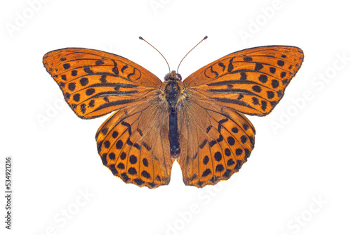 Silver-washed fritillary butterfly, isolated on white background
