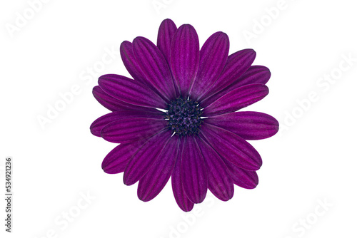 Purple Cape Marguerite (African Daisy) blossom, isolated on white background