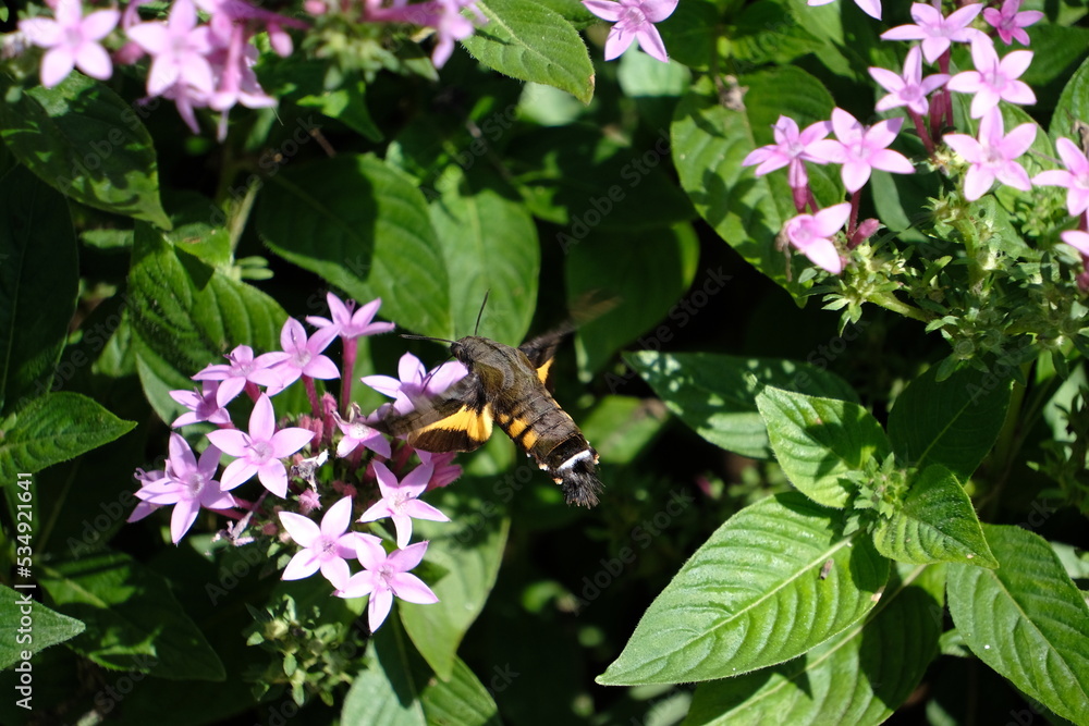 Fototapeta premium ホウジャク