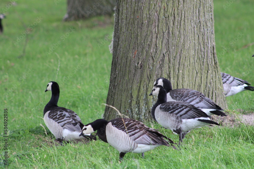sheep lamb goose water pound Stock Photo Adobe Stock