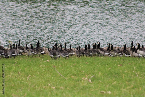 sheep lamb goose water pound photo