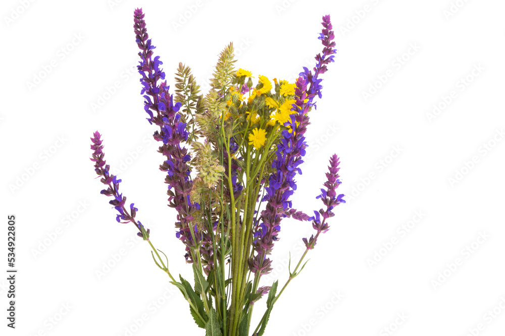 Bouquet of meadow flowers isolated
