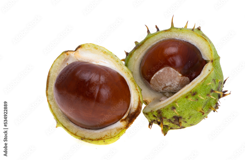 Chestnut isolated Chestnut isolated
