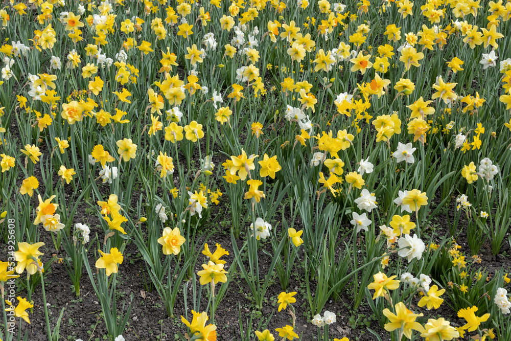 Narcissus Daffodil Flowers Field