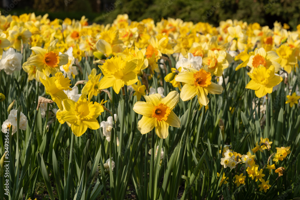 Narcissus Daffodil Flowers In Spring Narcissus Daffodil Flowers In Spring