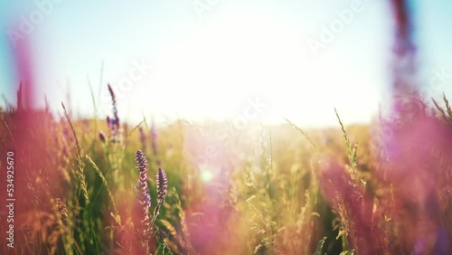 Close up view of growing lavender swaying on wind of purple and lilac flowers on field in nature outdoor under sun. Beautiful sunshine on background summer landscape and sun rays. Wildflowers. photo