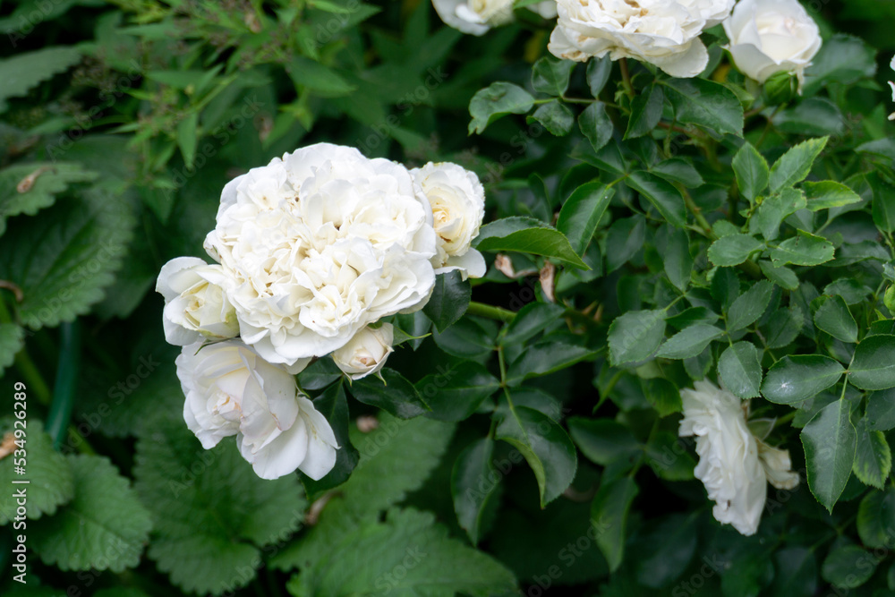 White rose bush in the garden White rose bush in the garden