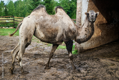 A dirty camel walking in a pen on a farm