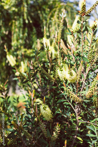 Wallpaper Mural native Australian yellow callistemon plant shot at shallow depth of field Torontodigital.ca