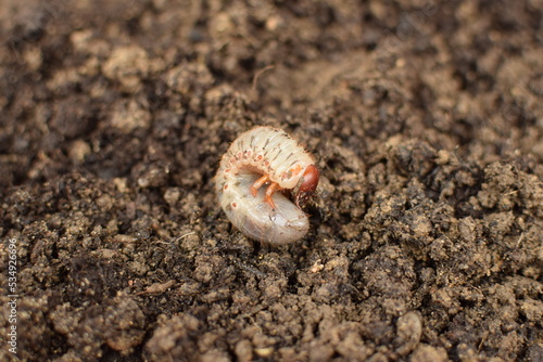 European mole cricket, Garden pest larva in soil gryllotalpa gryllotalpa - Intentional pest in the garden, lives underground. It is known as the European mole cricket. A large larva with bite teeth 
