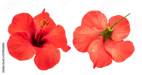 Red Hibiscus flower isolated on white background. © wasanajai
