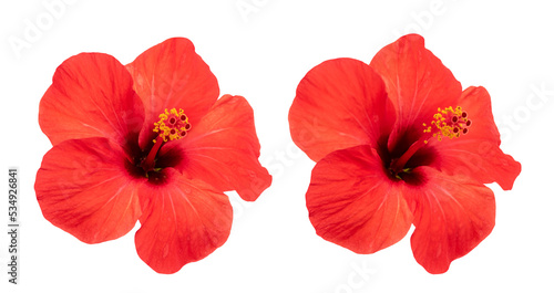 Red Hibiscus flower isolated on white background.