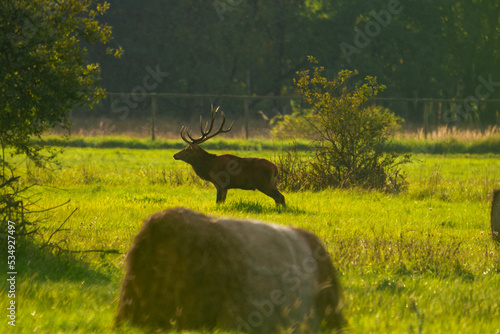 Polana położona w puszczy, porośnięta wysoką suchą trawą. Wśród traw widać dorodne jelenie z nogami skrytymi w trawach. 