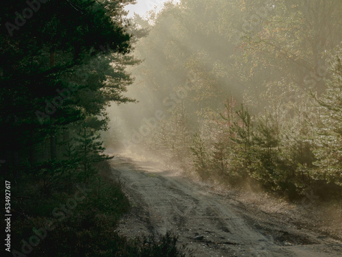 Mglisty poranek w sosnowym lesie. Gruntowa droga wśród drzew, nad którą unosi się opar mgły oświetlany promieniami wschodzącego słońca.