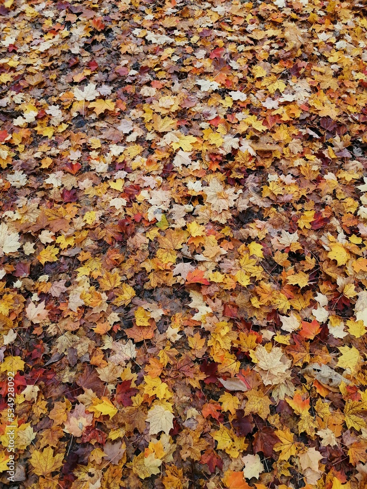 Autumn leaves Autumn leaves