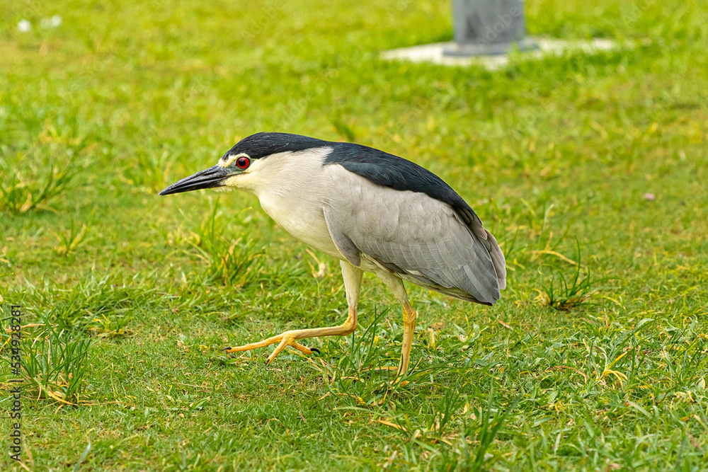 Fototapeta premium Side view portrait of Black-crowned Night-Heron wildlife bird