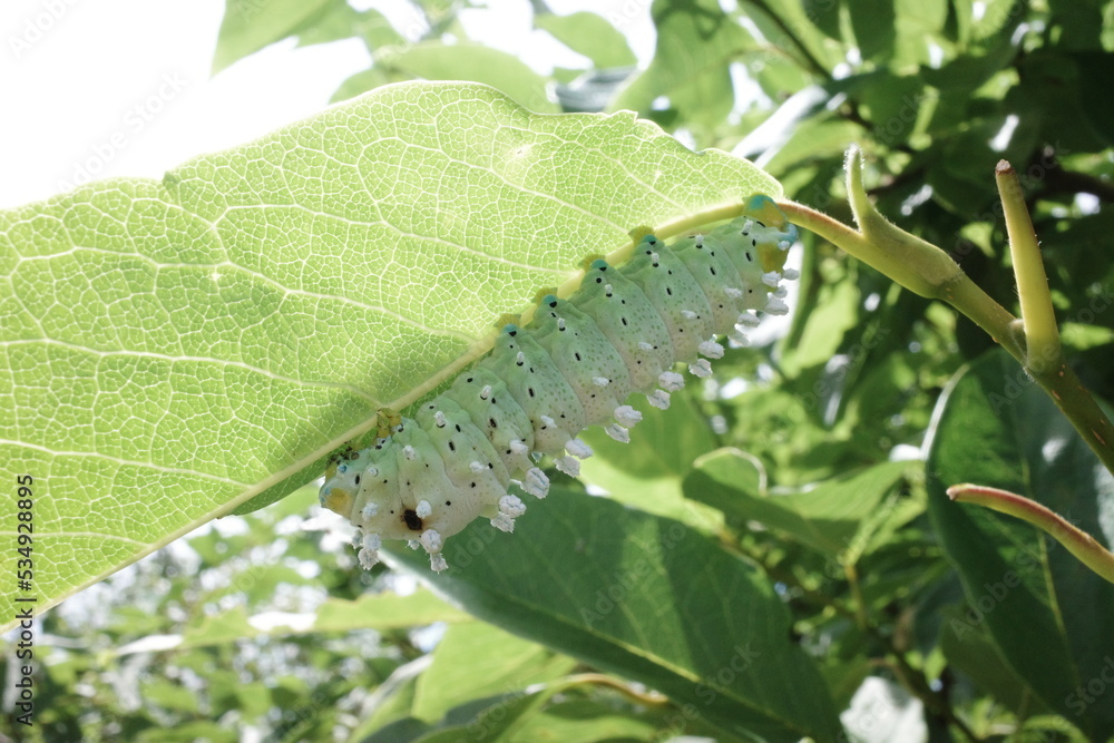 美しい緑色の昆虫 | 葉を食べるイモムシ、ケムシ、幼虫