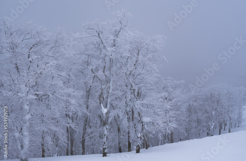 雪山の霧氷、スキー場