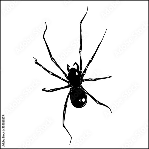 Realistic spider on white background. Hand-drawn illustration of spider. Halloween decoration.