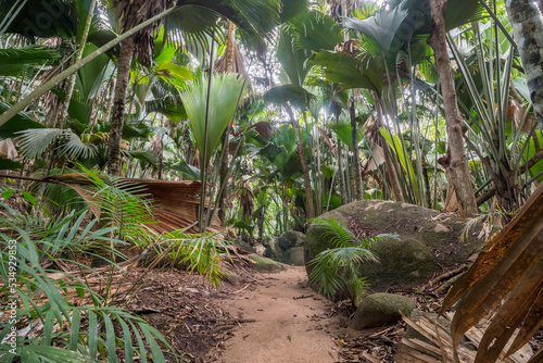 Fotografering palm forest