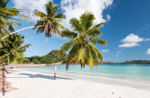 beach with palm trees photo