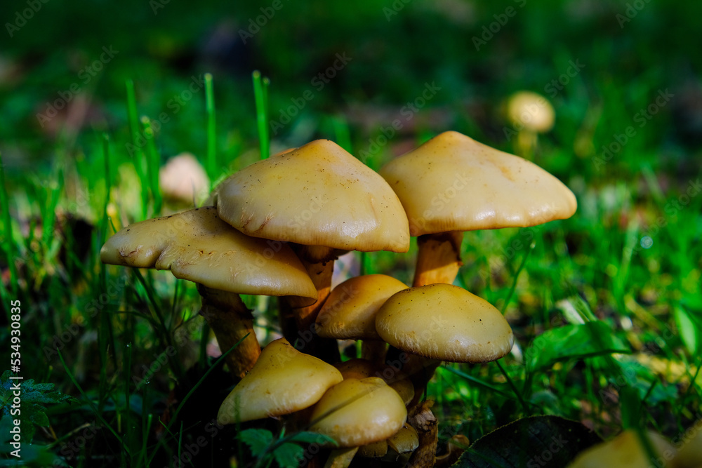 several toadstools lit by sunlight in green wet grass several toadstools lit by sunlight in green wet grass