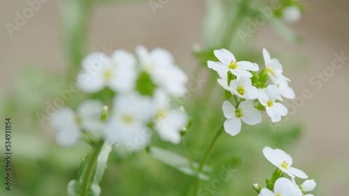 White flowers arabis alpina caucasica. Lobularia maritima. Slow motion.