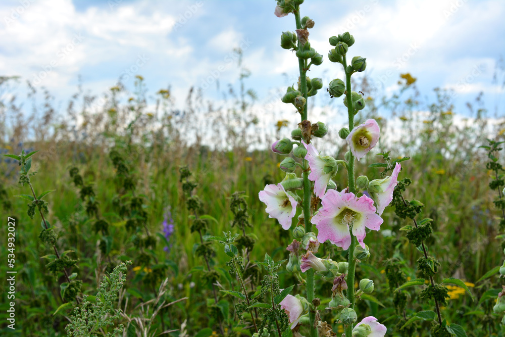 plant with pink and white flowers isolated in the field in cloudy day plant with pink and white flowers isolated in the field in cloudy day