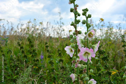 plant with pink and white flowers isolated in the field in cloudy day