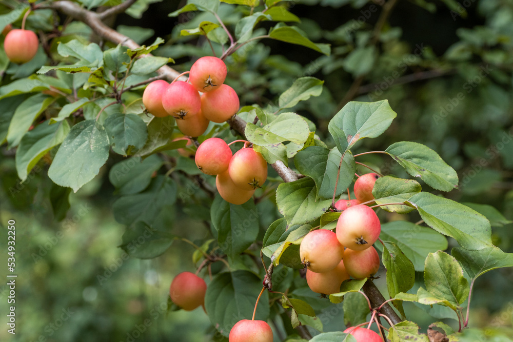 Malus fruit tree Malus fruit tree