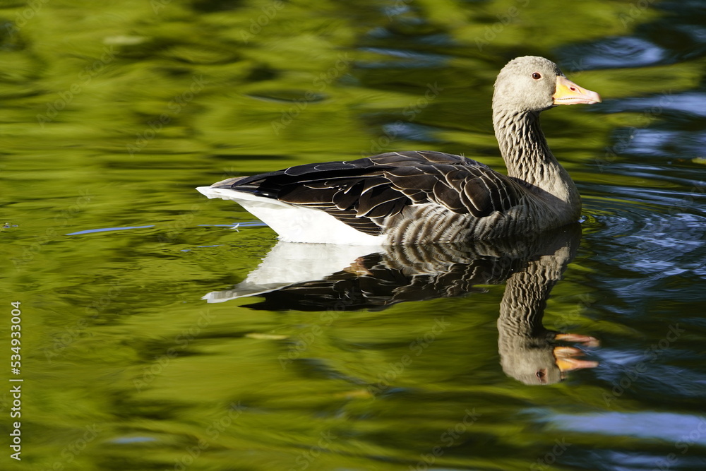 Gray goose (Anser anser) Anatidae family. Hanover, Germany.
Gray goose (Anser anser) Anatidae family. Hanover, Germany.