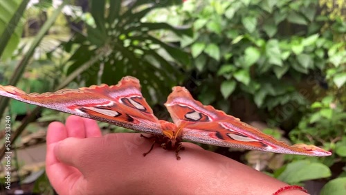 The largest butterfly in nature. Coscinocera hercules. photo