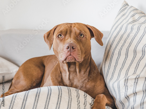 Lovable  pretty puppy lying on the bed. Close-up  indoors  studio photo. Day light. Concept of care  education  obedience training and raising pets