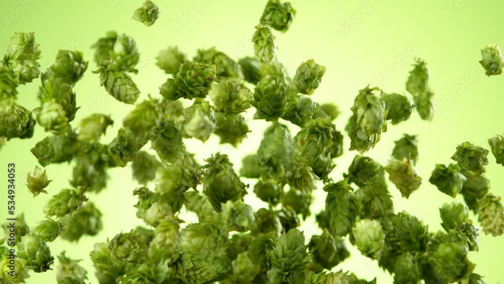 Super Slow Motion of Flying Fresh Hops Cones. Isolated on Green Background. Filmed on High Speed Cinema Camera, 1000fps. Super Slow Motion of Flying Fresh Hops Cones. Isolated on Green Background. Filmed on High Speed Cinema Camera, 1000fps.