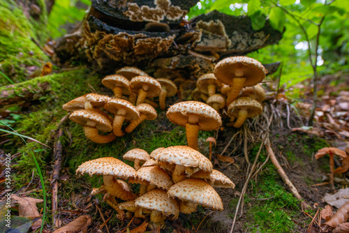 Armillaria mellea - honey fungus in forest - very taste edible mushroom
