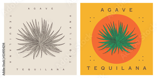 Agave tequilana - Blue agave vector illustration
