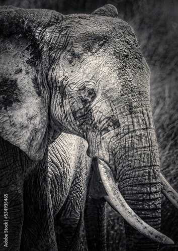 Close up portrait of an elephant with its skin texture in the Serengeti, Tanzania