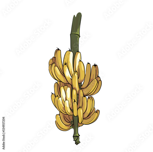 big bunch of bananas isolated on white background, fruit drawing closeup, vector illustration