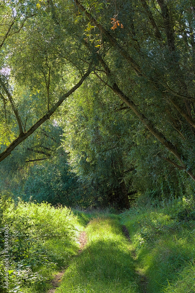Waldweg Waldweg