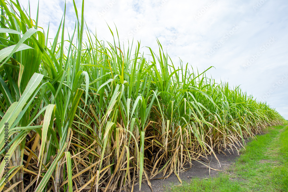 Fototapeta premium Sugarcane in the farmer's fields waiting to be harvested to the sugar factory, raw material for the sugar factory.
